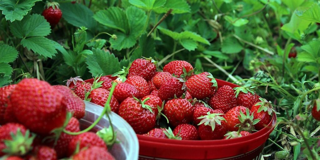 Kebun Petik Strawberry